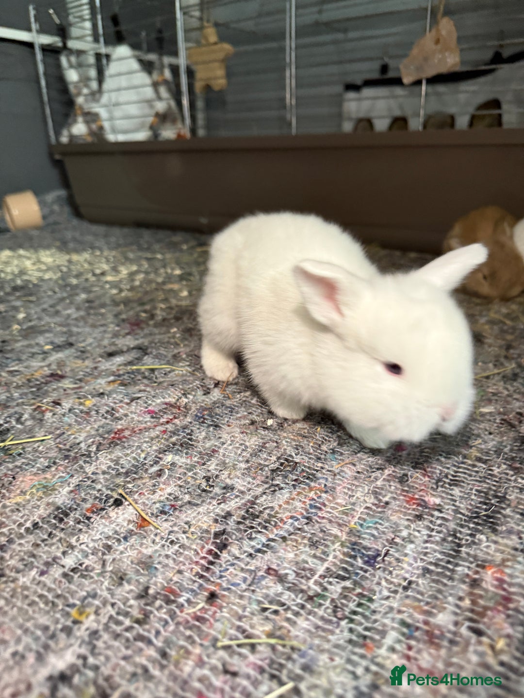 French Lop rabbits for sale: French Lop Bunnies - Advert 10