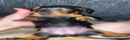 Miniature Dachshund dogs for sale: Miniature dachshund puppies  - Advert 2