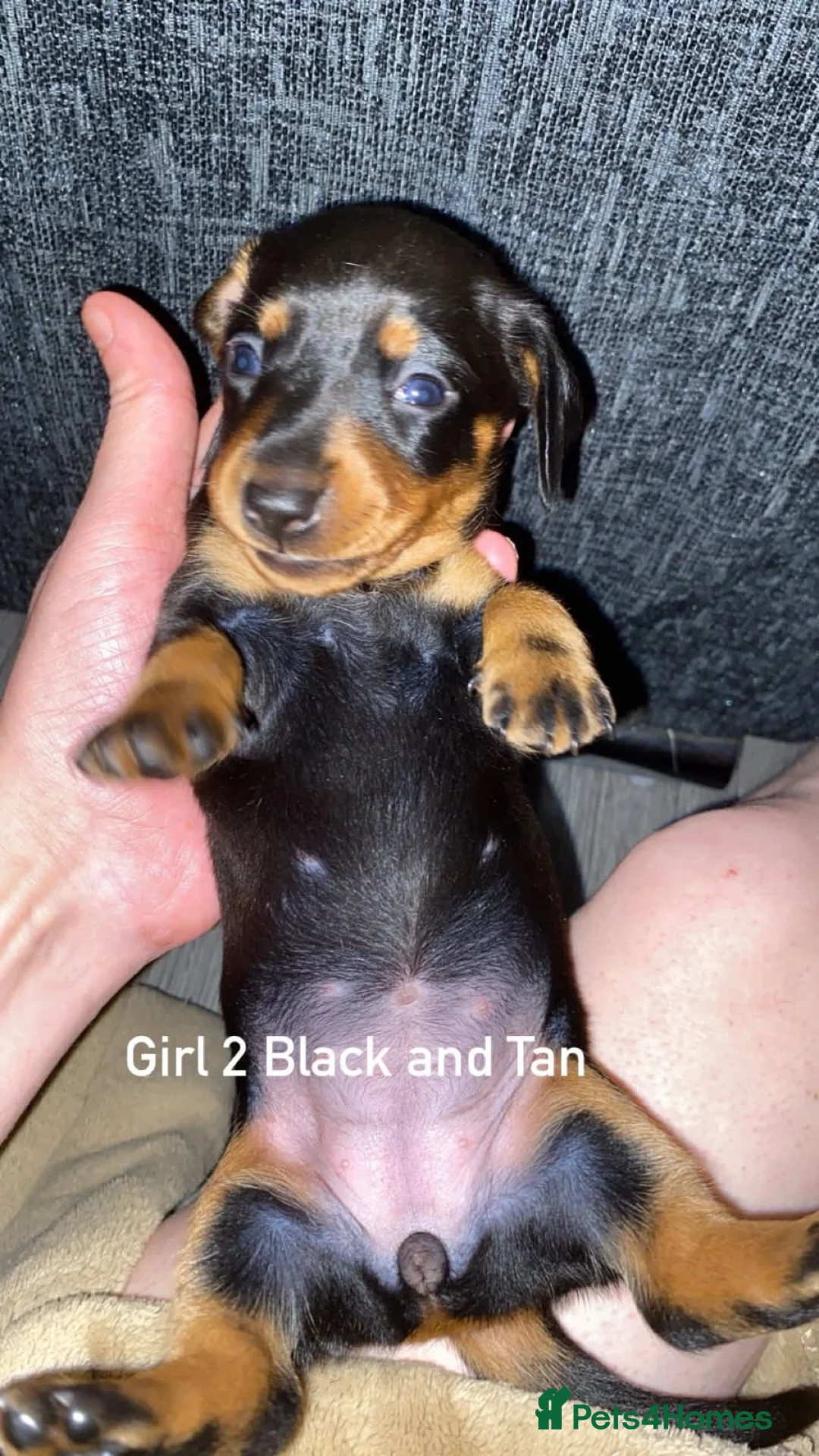Miniature Dachshund dogs for sale: Miniature dachshund puppies  - Advert 2
