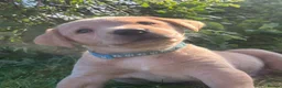Labrador Retriever dogs for sale: KC Registered Puppies - Lanark in Lanark - Advert 6
