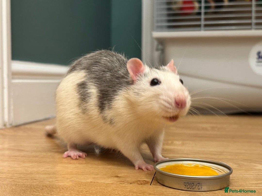 Rat rodents for sale: Single male rat needing friends - Image 2