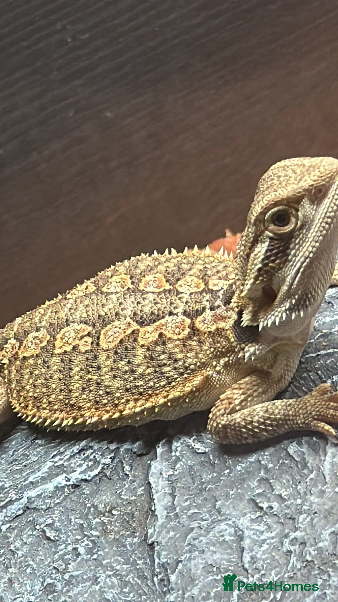 Bearded Dragon reptiles Red citrus baby bearded dragons  - Advert 1