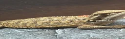 Bearded Dragon reptiles for sale: Red citrus baby bearded dragons  - Advert 1