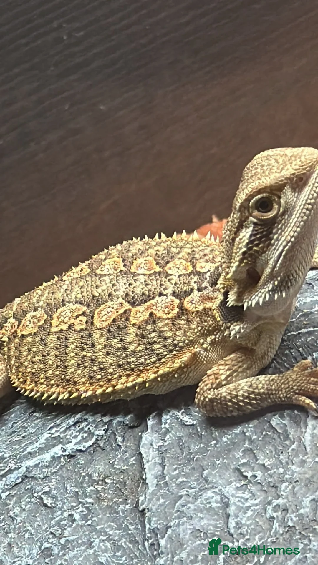 Bearded Dragon reptiles for sale: Red citrus baby bearded dragons  - Advert 1