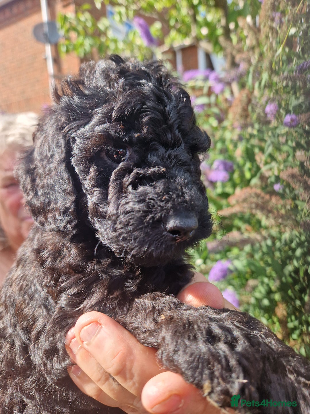 Cockapoo dogs for sale: EXCEPTIONAL HEALTH TESTED SHOW TYPE COCKAPOOS F1B - Image 27