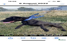 Mixed Breed dogs for sale: Working lakeland x Patterdale  - Image 3