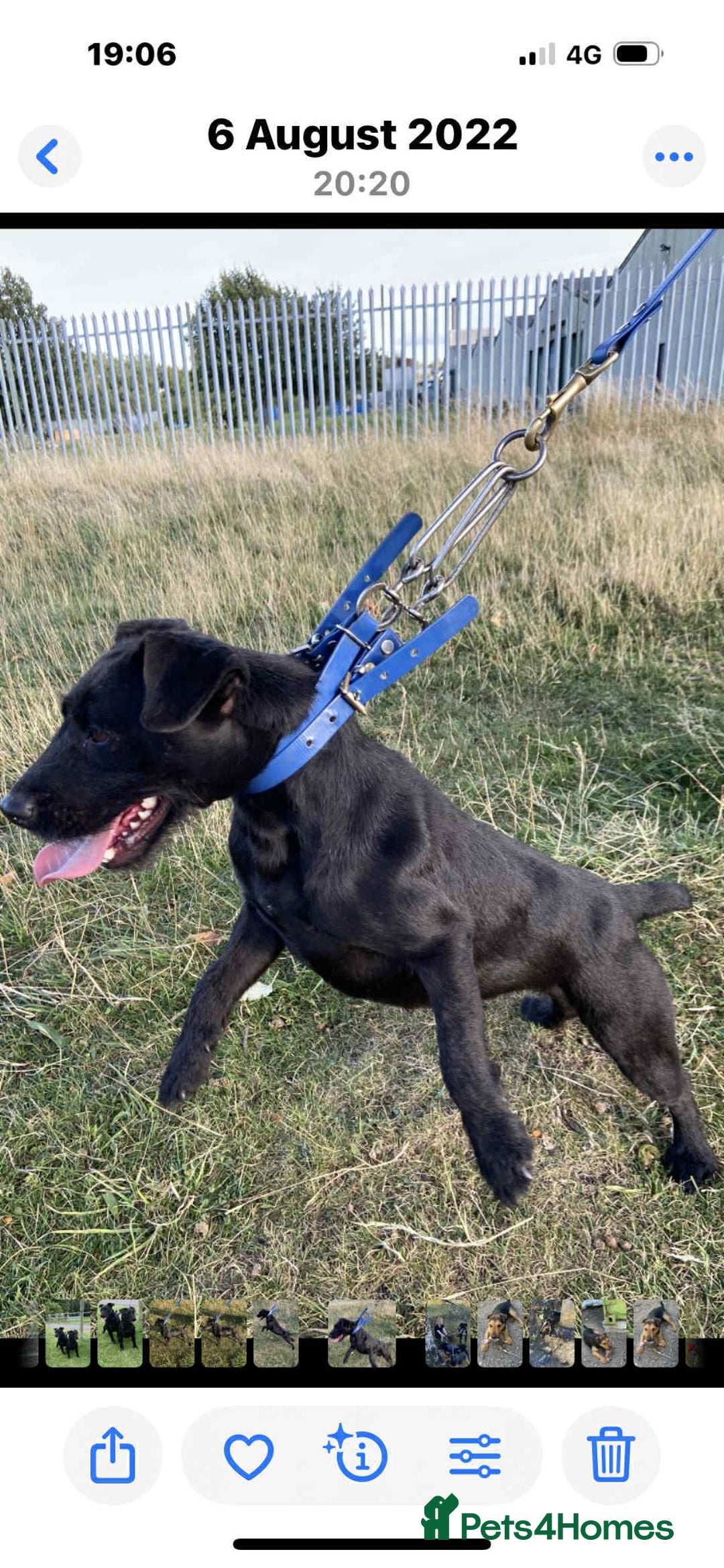 Mixed Breed dogs for sale: Working lakeland x Patterdale  - Image 3