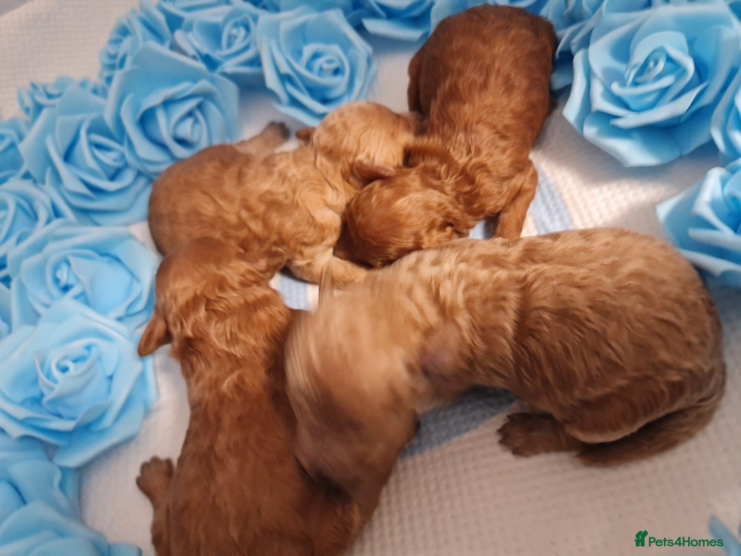 Toy Poodle dogs for sale: Tiny kc puppies,DNA&Genetic tested parents  - Image 30