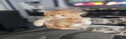 Mixed Breed cats for sale: Kittens - Advert 7