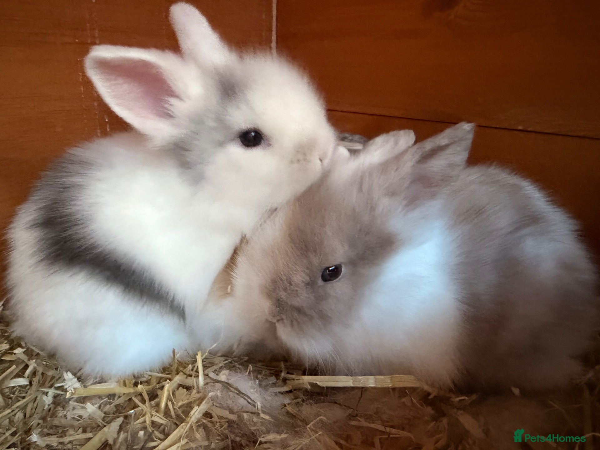 Lionhead rabbits 4 Gorgeous Lionhead Baby Bunnies - Advert 1