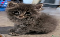 Mixed Breed cats for sale: Spynx X maincoon  - Image 10