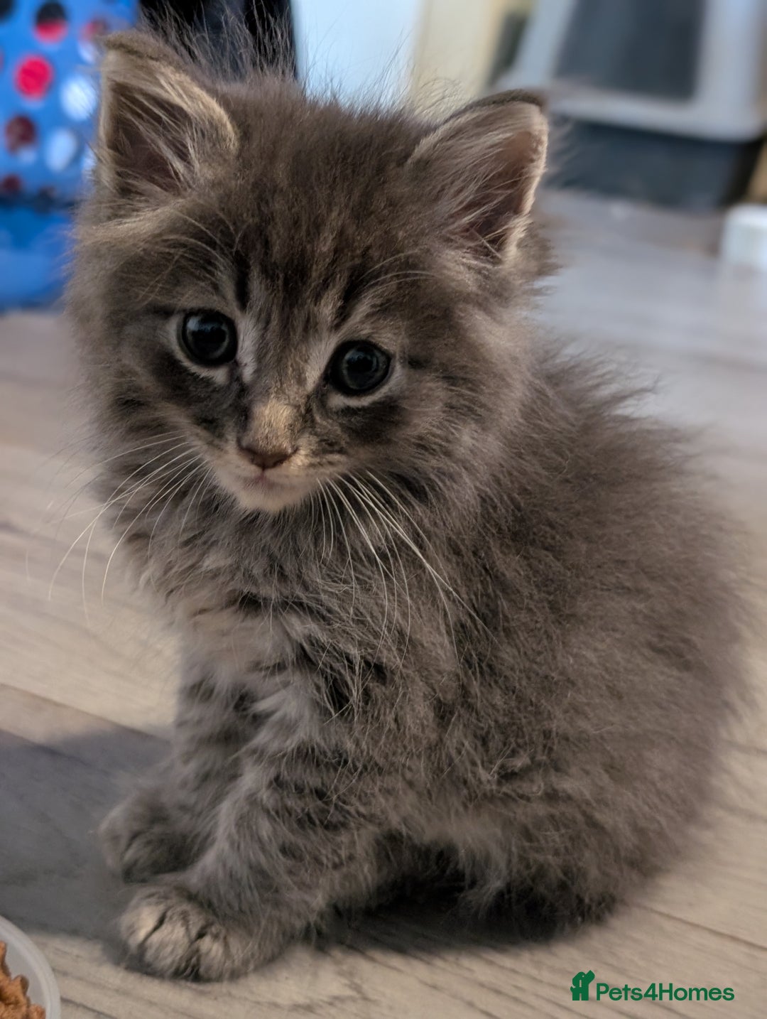 Mixed Breed cats for sale: Spynx X maincoon  - Image 10