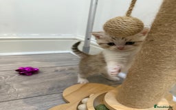 British Longhair cats for sale: Scottish Straights Longhair and Shorthair - Image 19