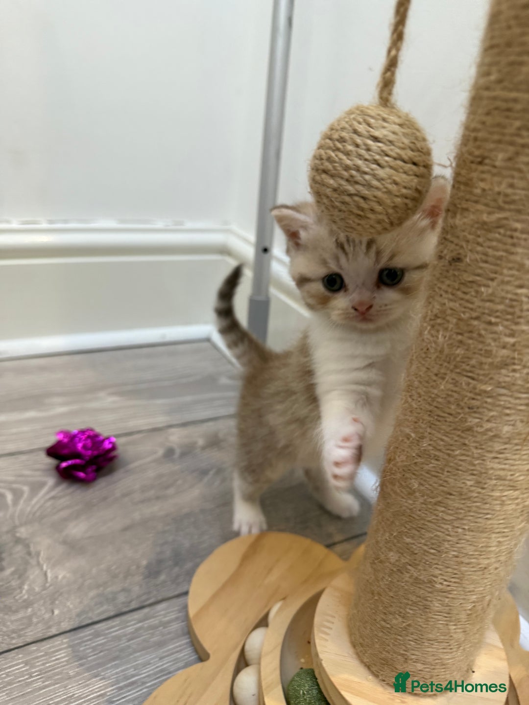 British Longhair cats for sale: Scottish Straights Longhair and Shorthair - Image 19