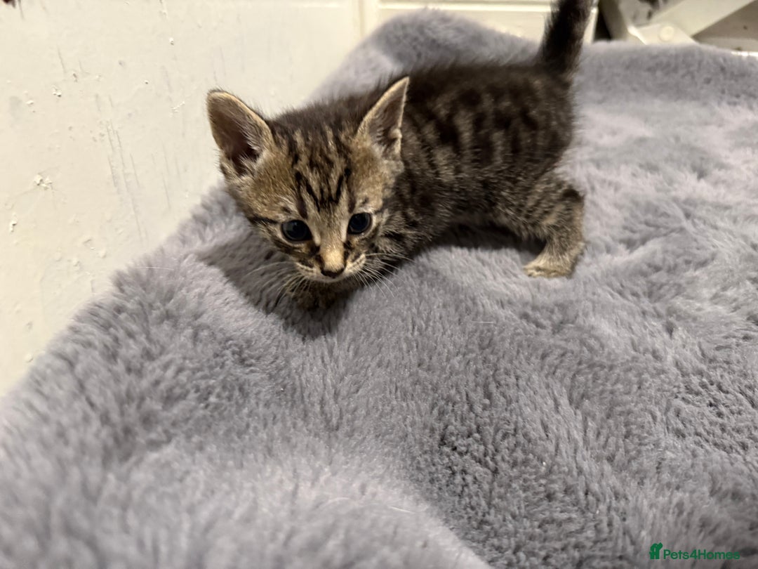 Mixed Breed cats for sale: Mixed kittens 4 males  - Image 16