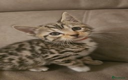 Bengal cats for sale: Female kitten - Image 1