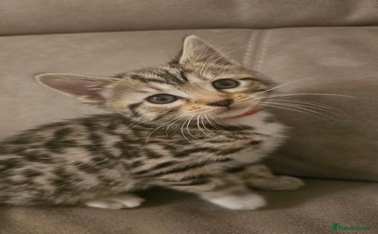 Bengal cats - Advert 4