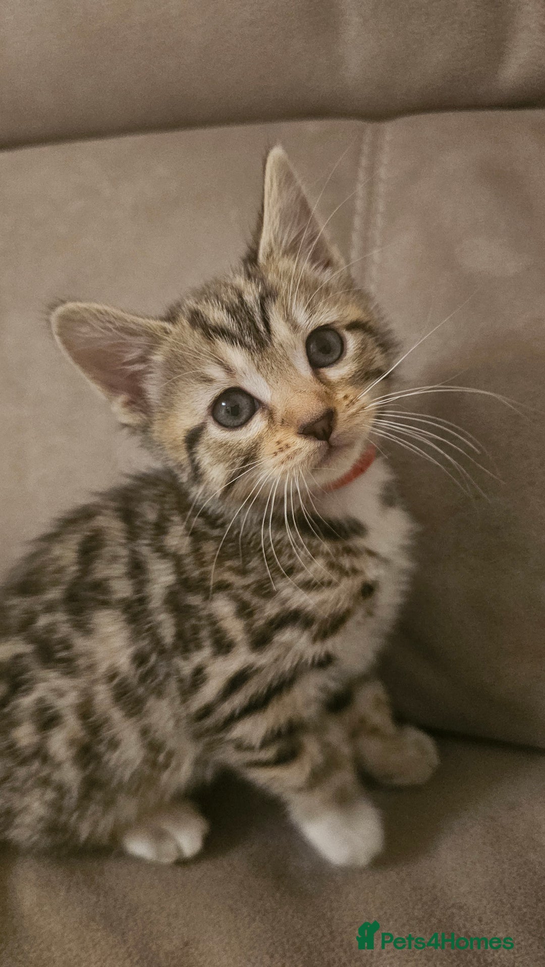 Bengal cats for sale: Female kitten - Image 1