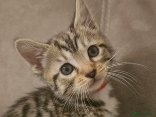 Bengal cats - Advert 36