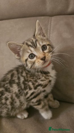 Bengal cats - Advert 2
