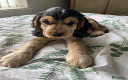 Cocker Spaniel dogs for sale: **waiting list now open** Quality show spaniels  - Image 10