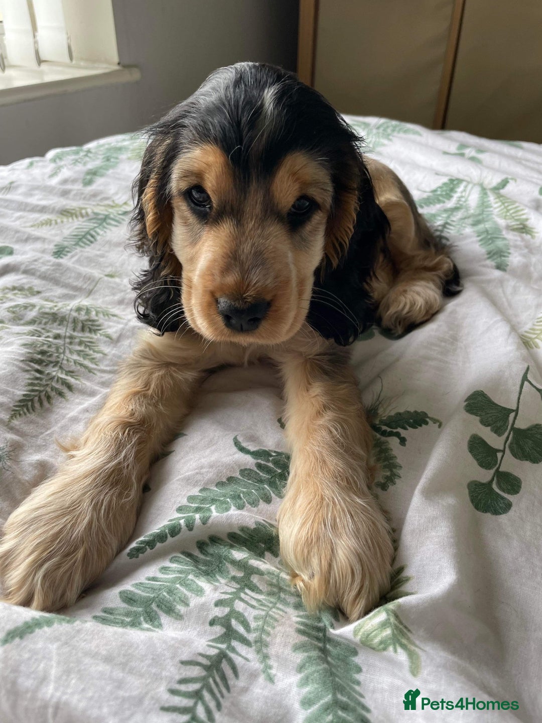 Cocker Spaniel dogs for sale: **waiting list now open** Quality show spaniels  - Image 10