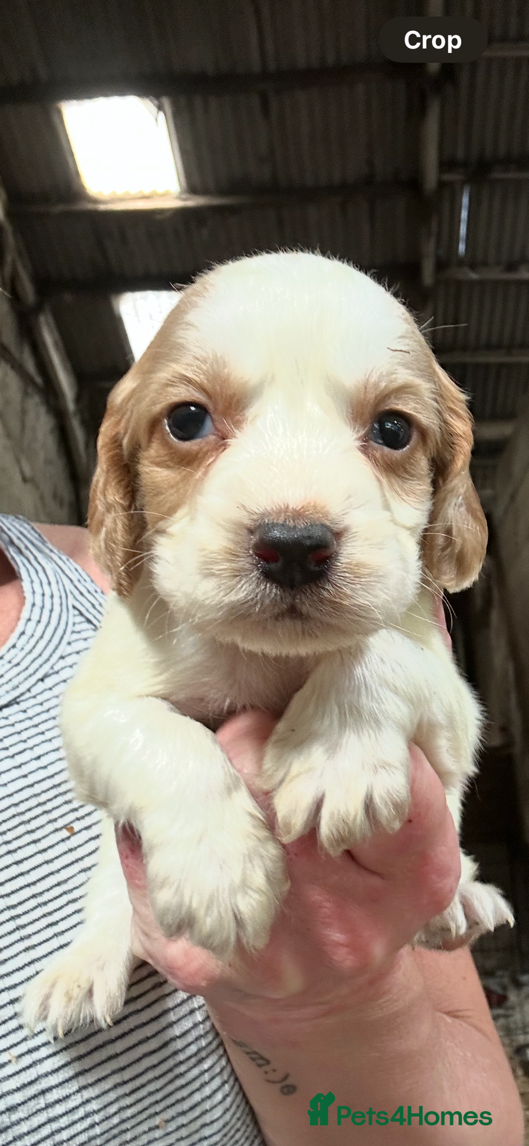 Cocker Spaniel dogs for sale: Kc reg cocker pups . Ready 15 th August  - Image 3