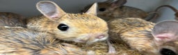 Mixed Breed rodents for sale: Various jerboas available  - Advert 5