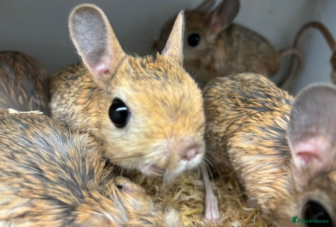 Mixed Breed rodents for sale: Various jerboas available  - Advert 5