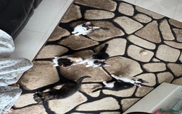 Domestic Shorthair cats for sale: Tabbies - Image 4