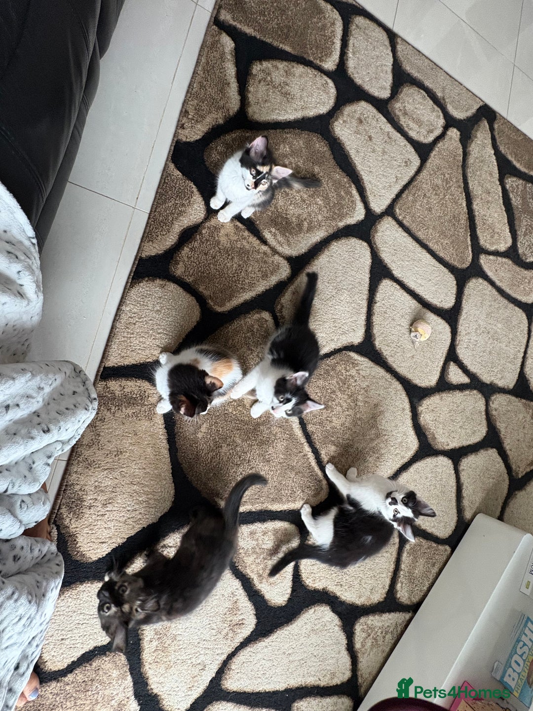 Domestic Shorthair cats for sale: Tabbies - Image 4