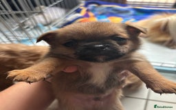 Mixed Breed dogs for sale: 6 beautiful puppies for sale, 3 female and 3 male - Image 21