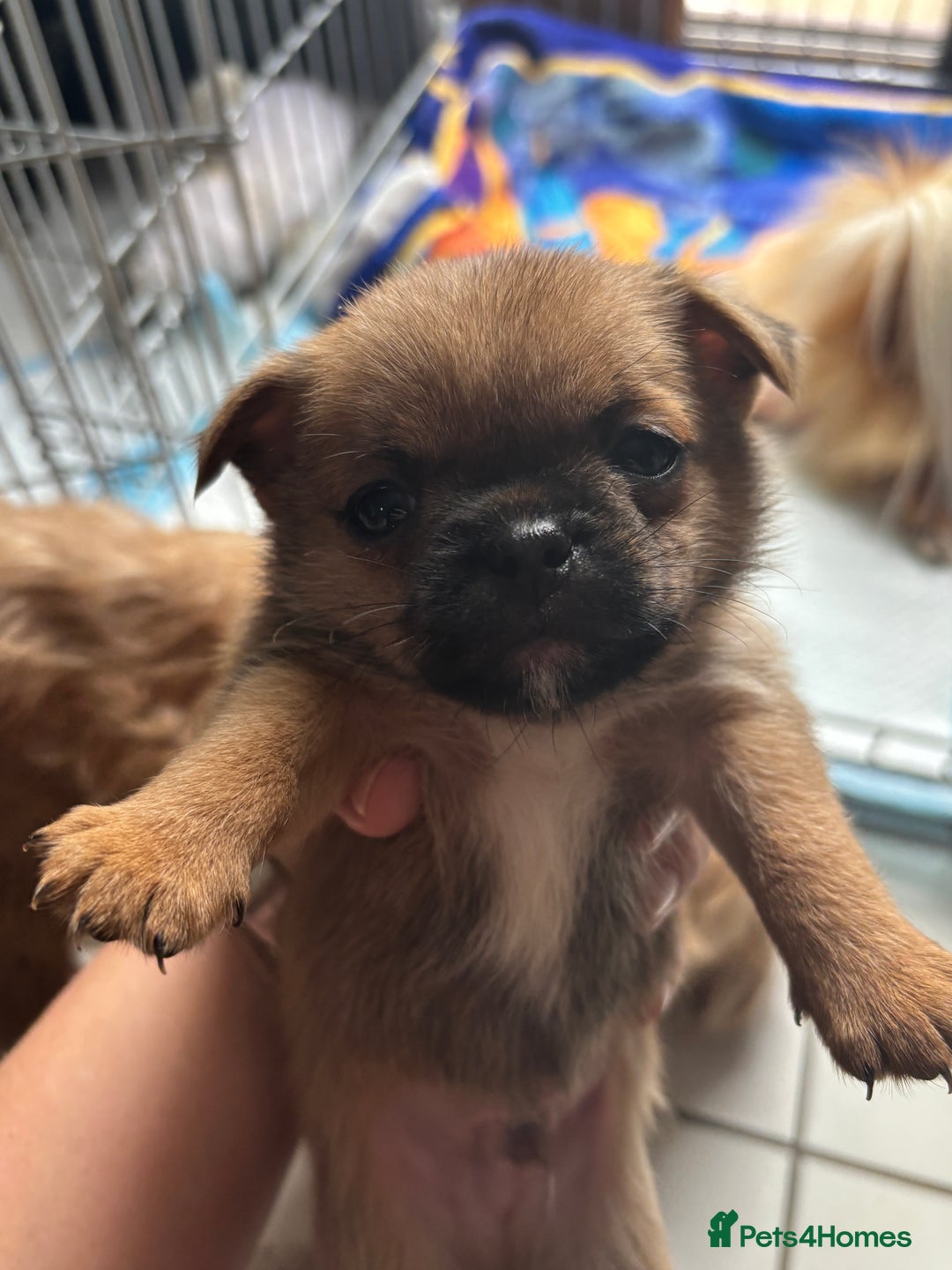 Mixed Breed dogs for sale: 6 beautiful puppies for sale, 3 female and 3 male - Image 21