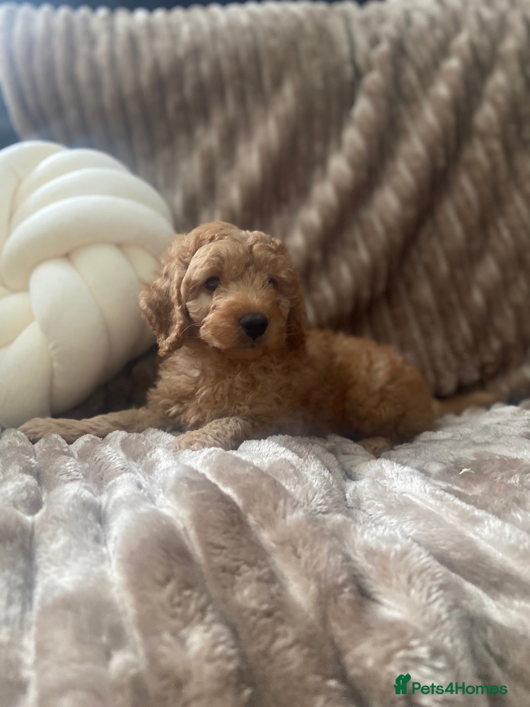 Cockapoo dogs for sale: F1b toy cockapoo  - Image 3