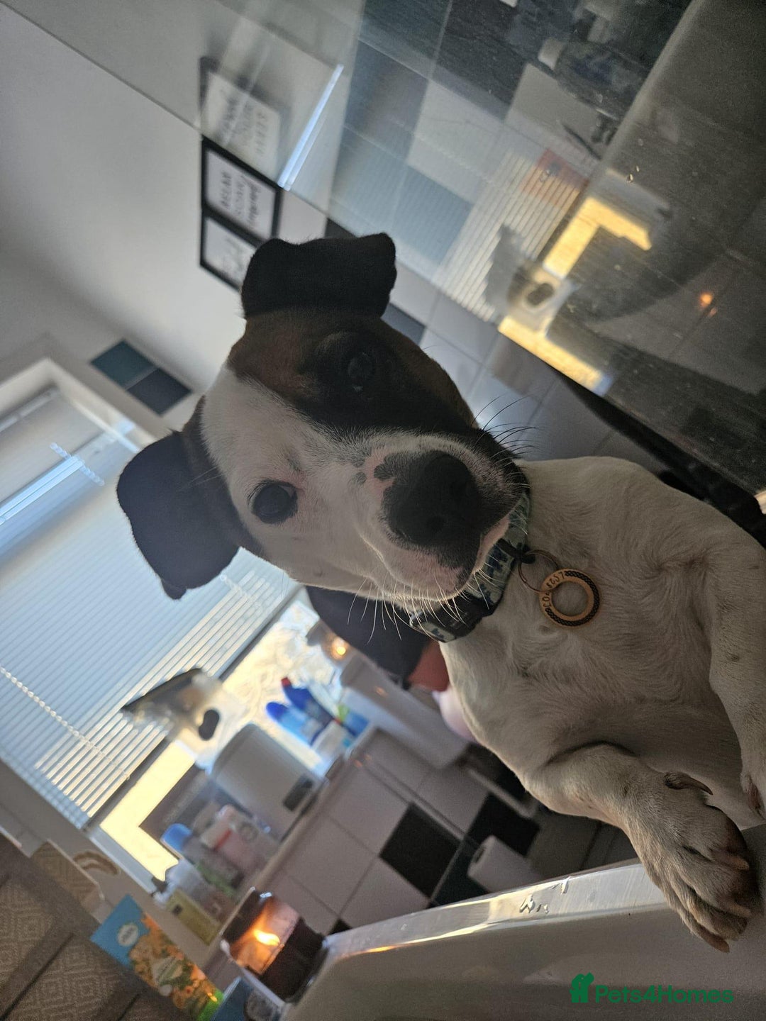 Mixed Breed dogs for sale: Bruno - Needs a New, Loving Home - Image 10