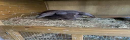 Mini Lop rabbits for sale: X2 Adult rabbits  - Advert 7