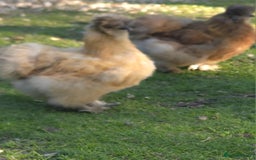 Chickens poultry for sale: Silkie Hatching eggs - Image 9
