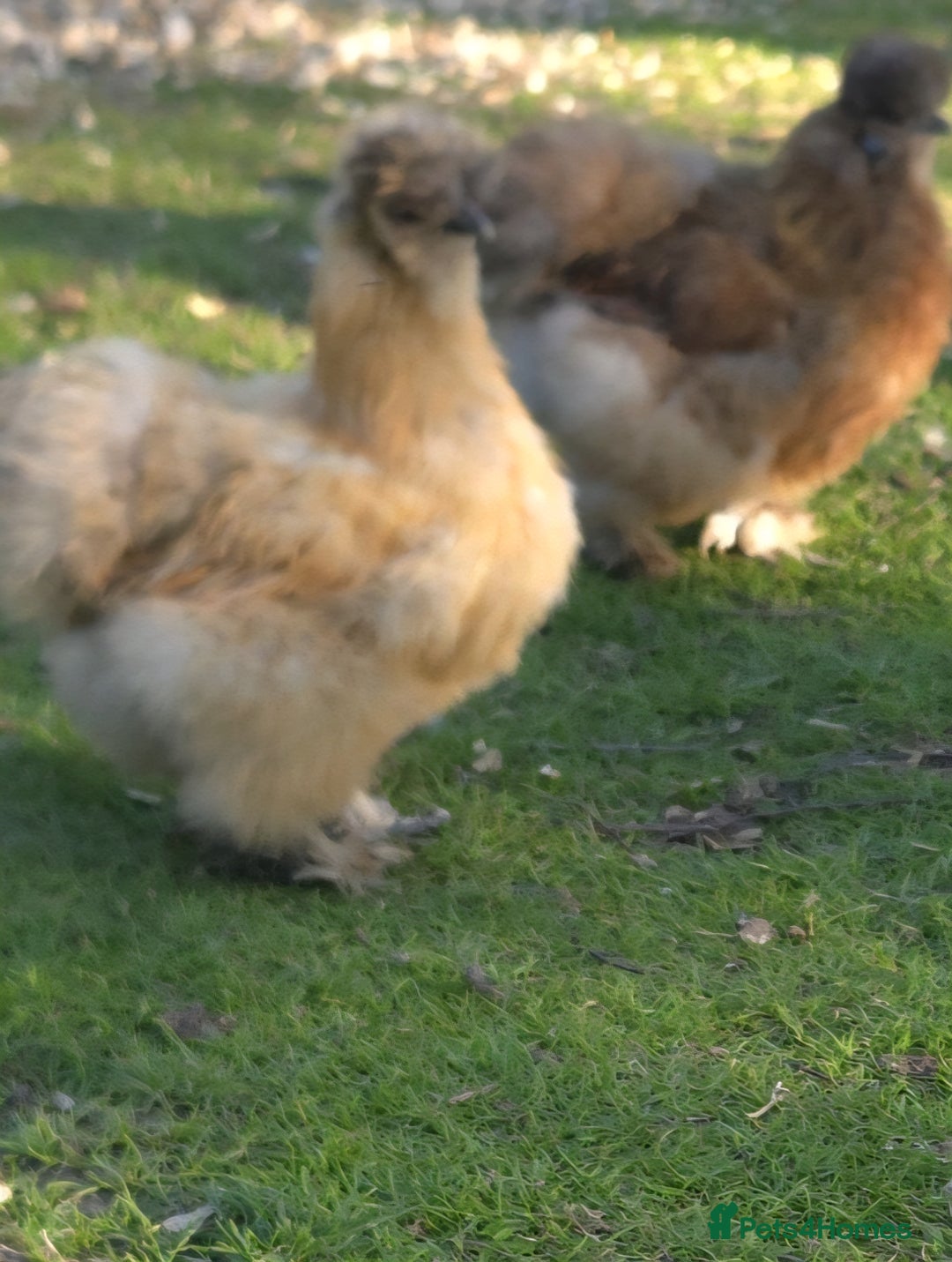 Chickens poultry for sale: Silkie Hatching eggs - Image 9