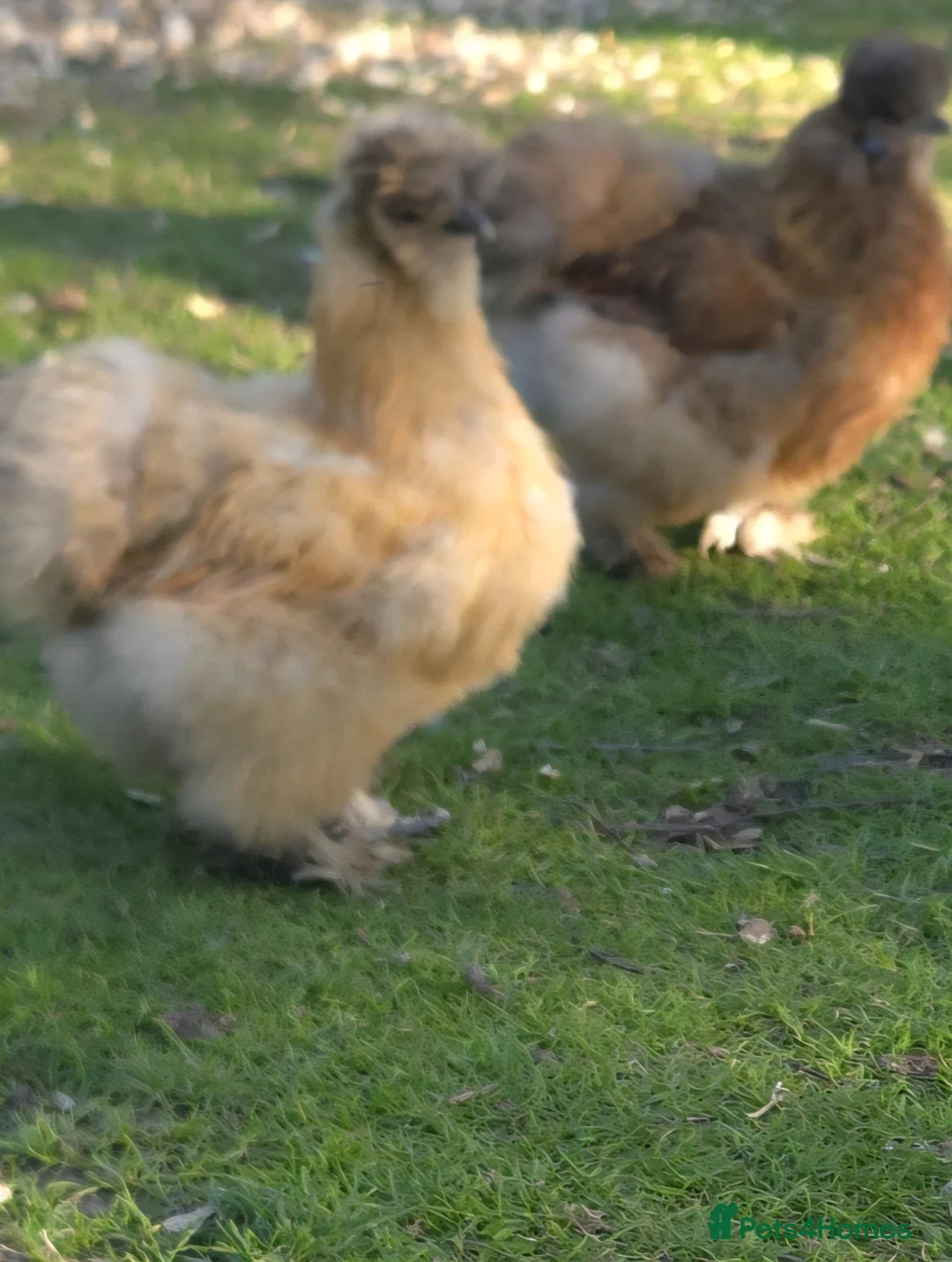 Chickens poultry for sale: Silkie Hatching eggs - Advert 9