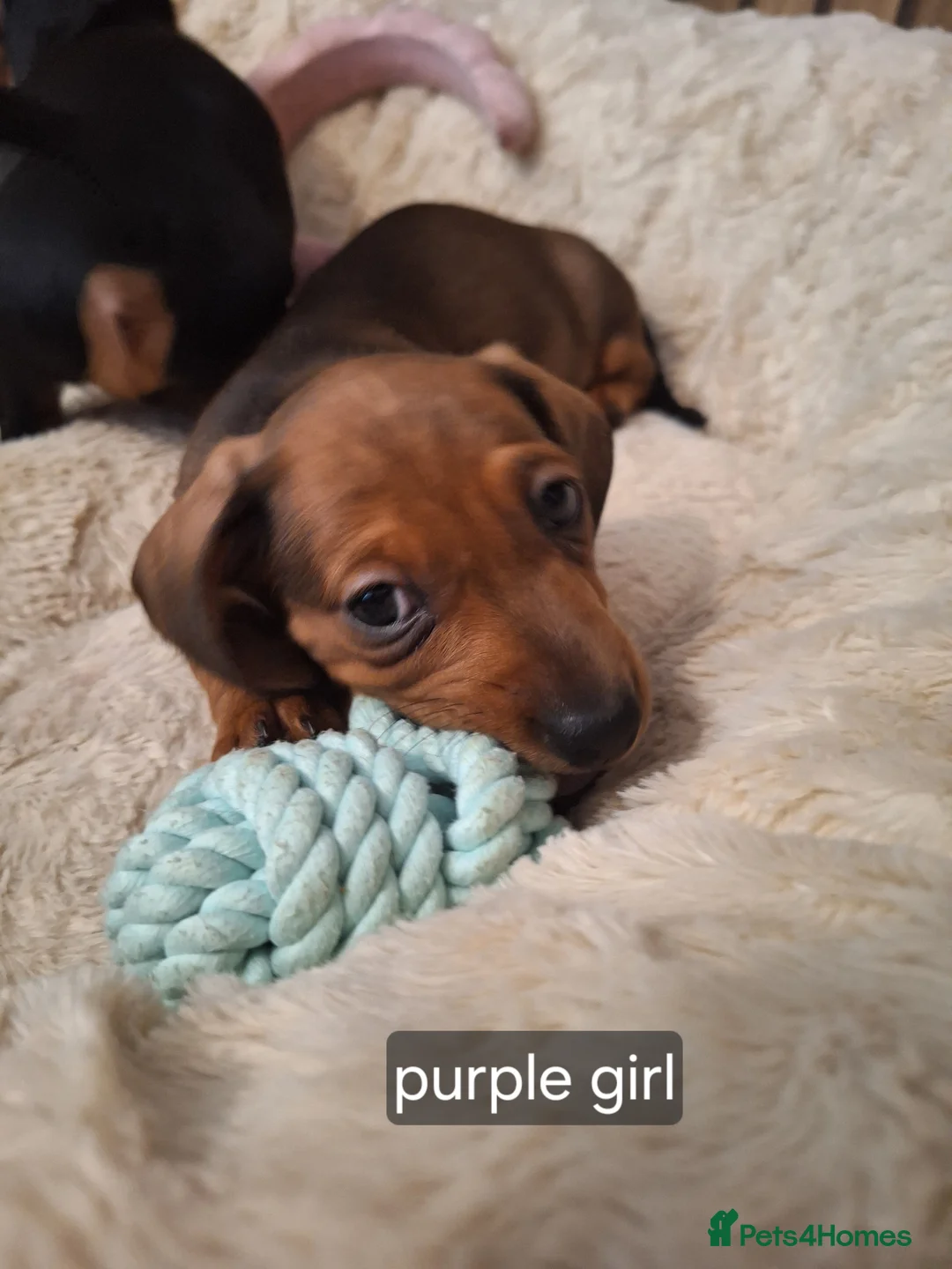 Miniature Dachshund dogs for sale:  miniature smooth coated dachshunds  in Fakenham - Advert 5
