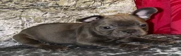 French Bulldog dogs for sale: 8 weeks old Blue Frenchies - Advert 4