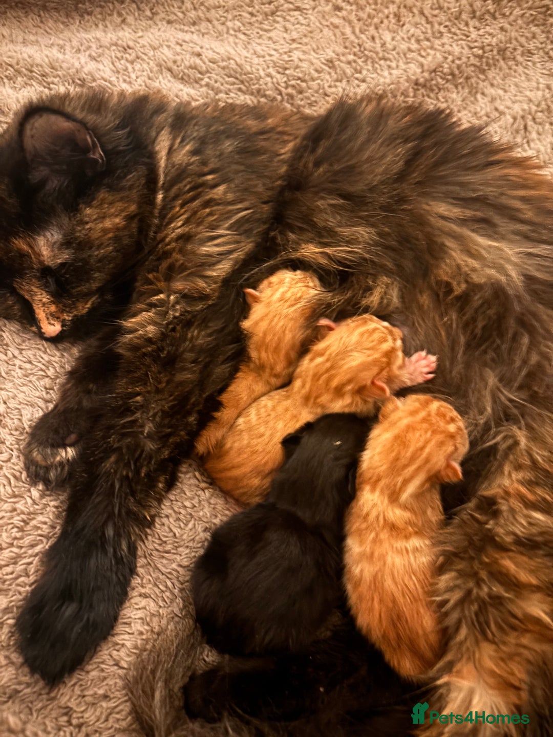 Mixed Breed cats for sale: Kittens  - Advert 1