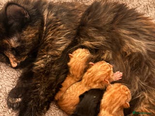 Mixed Breed cats Kittens - Advert 1