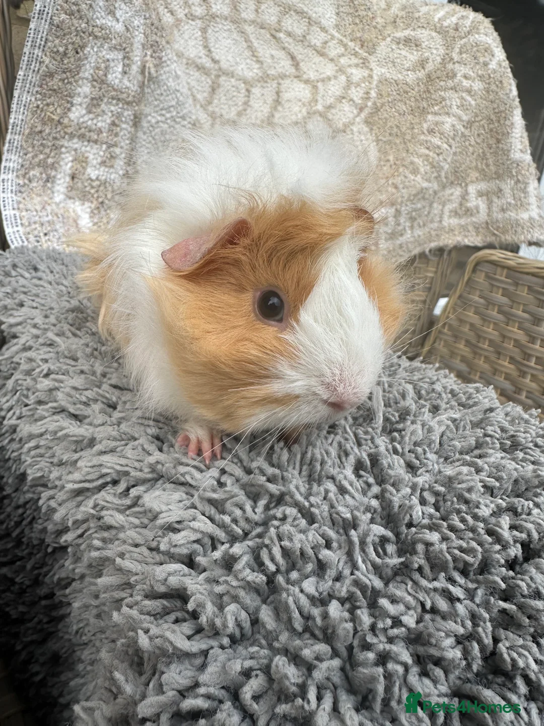 Guinea Pig rodents for sale: 1 left Lovely funky haired male guinea pig - Advert 2