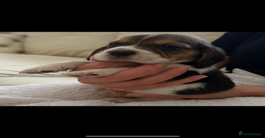 Beagle dogs - Advert 5