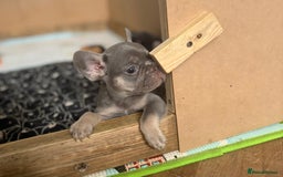 French Bulldog dogs for sale: Last 3 pups available !!Kc French bulldog puppy’s  - Image 19