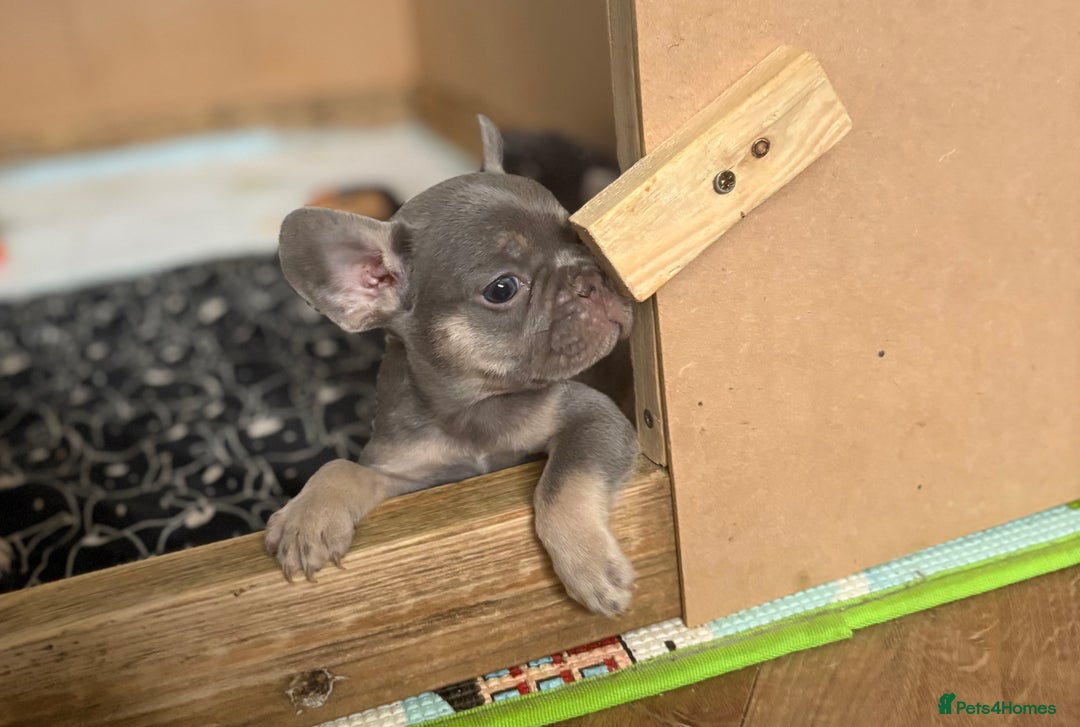 French Bulldog dogs for sale: Last 3 pups available !!Kc French bulldog puppy’s  - Image 19