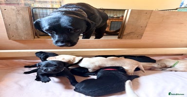 Labrador Retriever dogs KC reg black & yellow Labradors. Ready 23 Dec - Advert 3