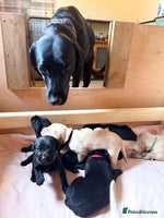 Labrador Retriever dogs KC reg black & yellow Labradors. Ready 23 Dec - Advert 3