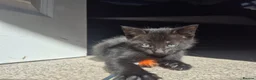 Mixed Breed cats for sale: 3 beautiful loving and playful kittens for sale - Advert 4